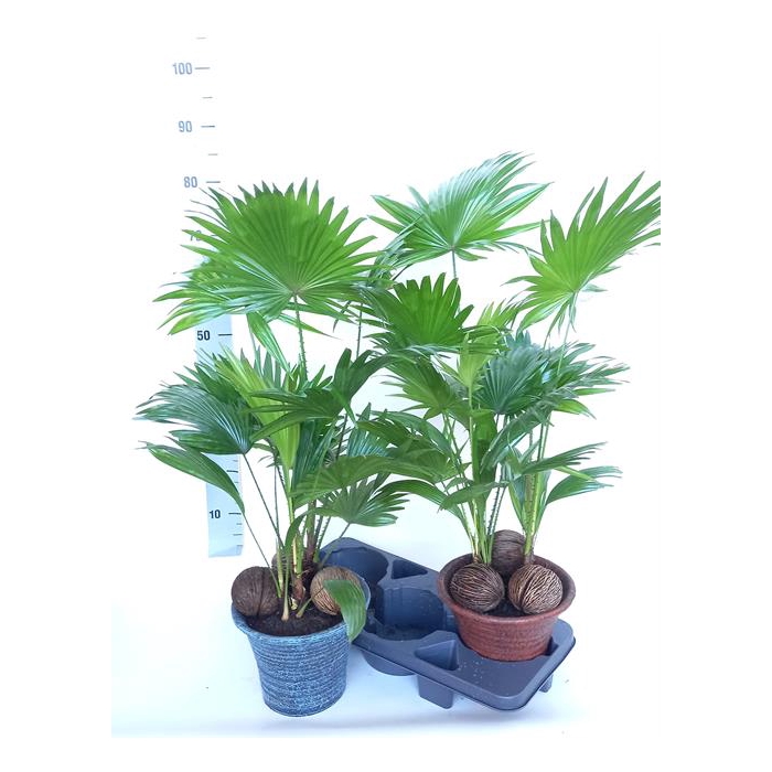 <h4>Livistona rotundifolia 23Ø 85cm 2pp</h4>