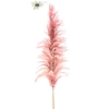 Pampas grass ± 175cm p/pc in poly light pink
