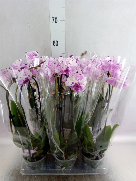 Phalaenopsis  'Elegant Cascade'