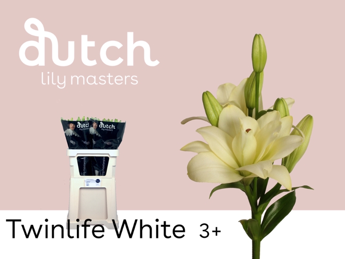 <h4>Lilium la twinlife white</h4>