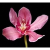 Cymbidium Dark Pink 5/7 blooms p/s
