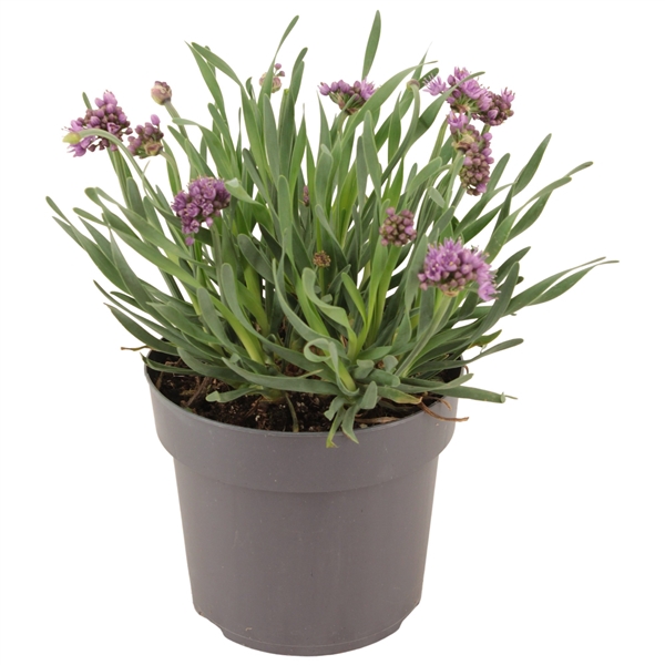 <h4>Allium 'Lavender Bubbel' p17 (PT)</h4>