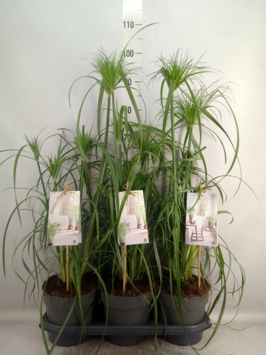 <h4>Cyperus papyrus</h4>