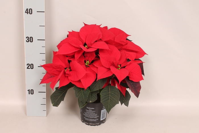 Poinsettia 13 cm Mirage Red
