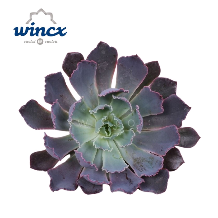 Echeveria Neonbreaker Cutflower Wincx-10cm