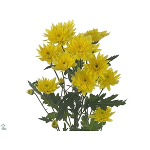 Chrysanthemum spray euro amarilla PRIMERA