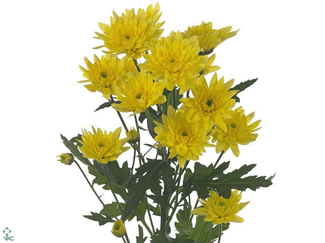 Chrysanthemum spray euro amarilla