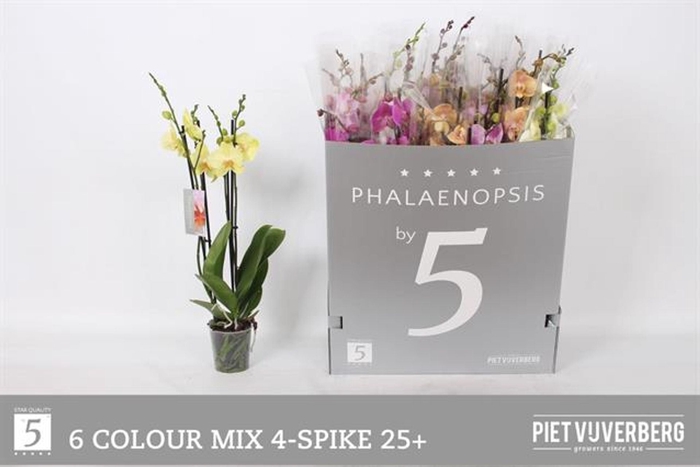 <h4>Phalaenopsis gemengd 6 kleuren</h4>