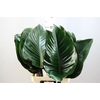 Dec Philodendron Congo Rood