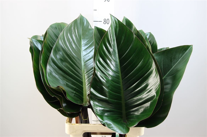 <h4>Dec Philodendron Congo Rood</h4>