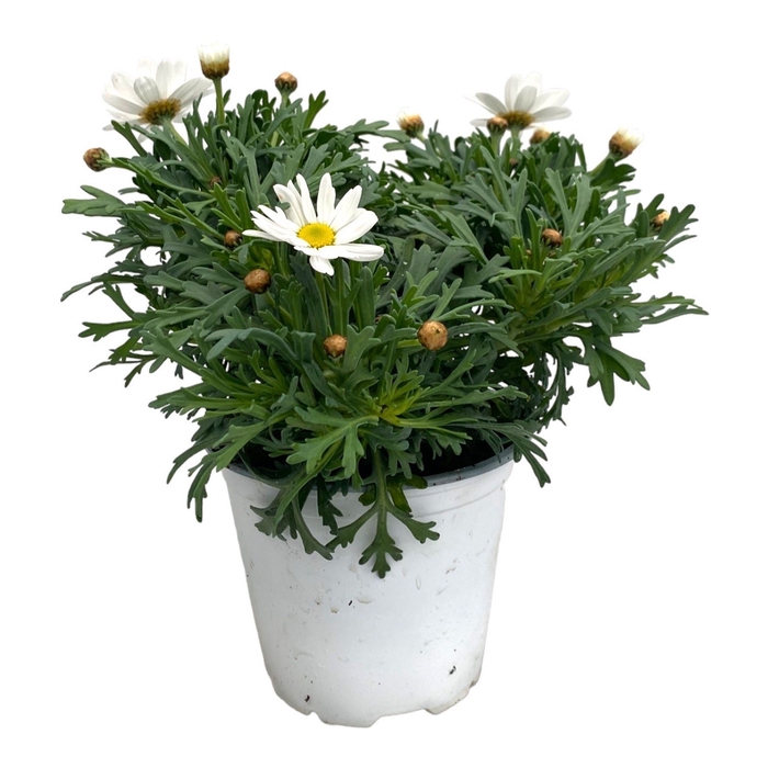 <h4>Argyranthemum overig op</h4>