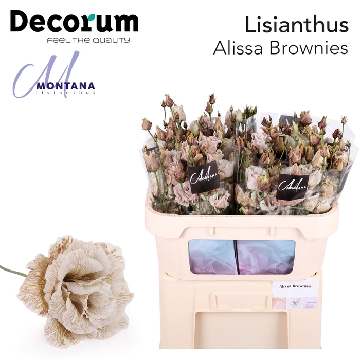 <h4>Lisianthus Dye Alissa brownies</h4>