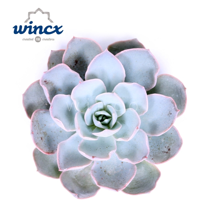 Echeveria colorata cutflower wincx-5cm
