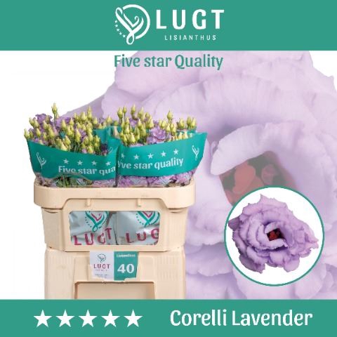 <h4>Lis G Corelli Lavender</h4>