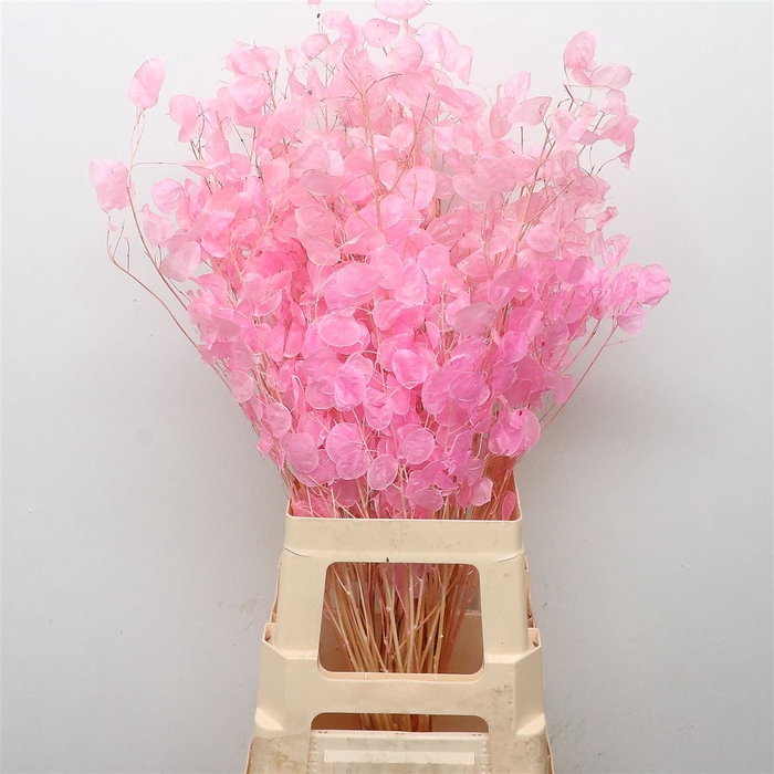 <h4>Dried Lunaria Bleached Pink Bs</h4>