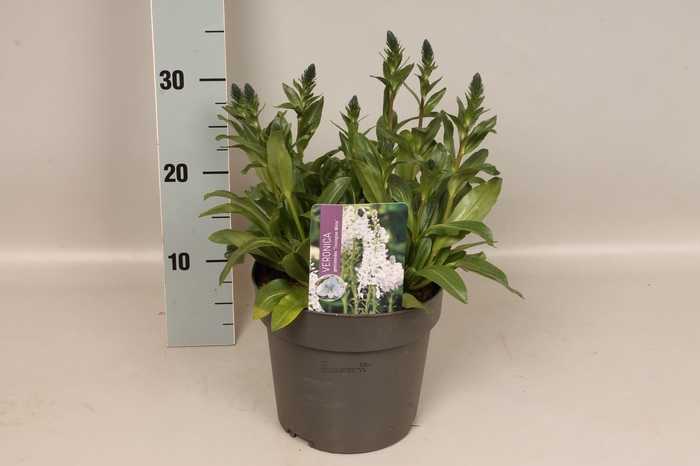 vaste planten 19 cm  Veronica Tissington White