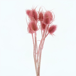 Dried Echinops Bleached Pink (8st P Bunch)
