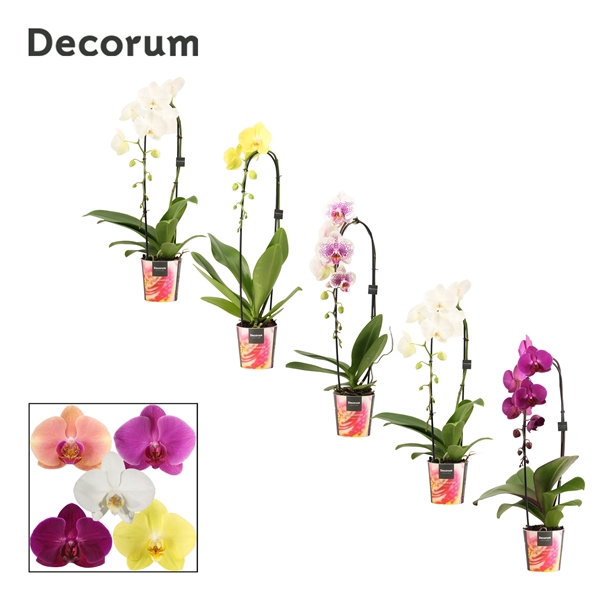 <h4>Phalaenopsis cascade 1 tak mix (Decorum)</h4>