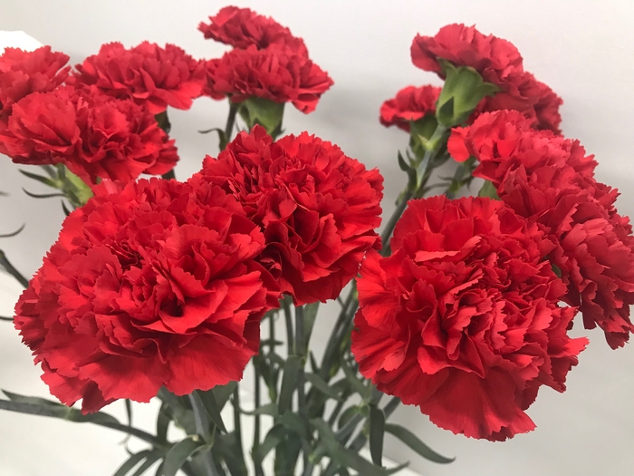 Dianthus St Red (Carn)