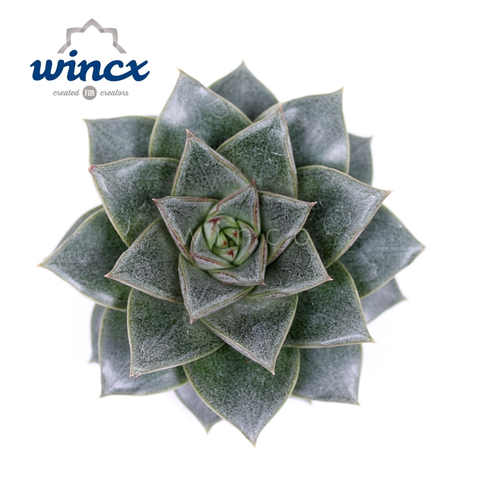 <h4>Echeveria Purpurea Cutflower Wincx-5cm</h4>