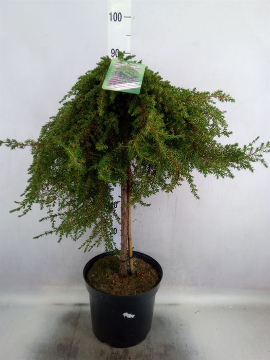 <h4>Juniperus communis</h4>
