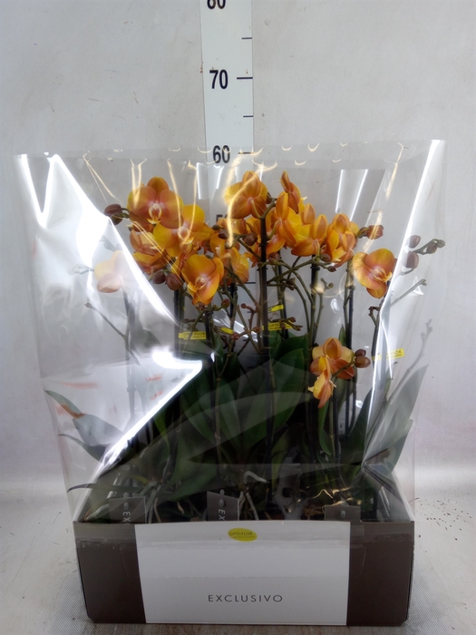 <h4>Phalaenopsis multi. 'Ant Las Vegas'</h4>