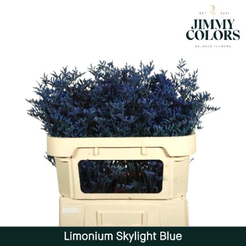 <h4>Limonium skylight paint blue</h4>