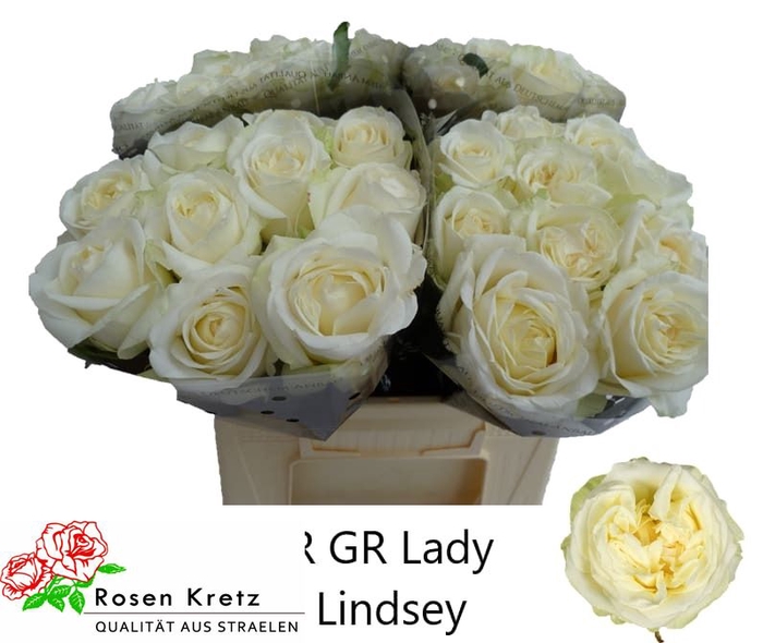 <h4>R GR LADY LINDSEY+</h4>