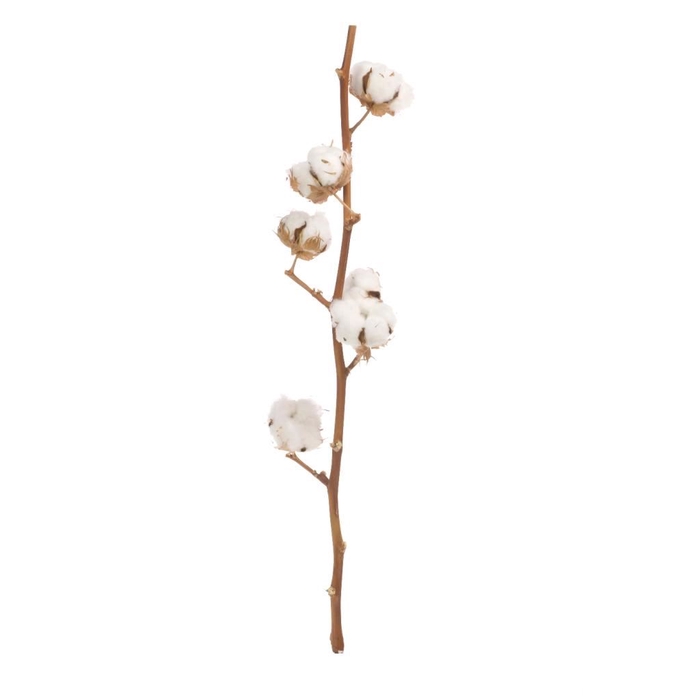 <h4>Cotton branch 6 heads natural</h4>