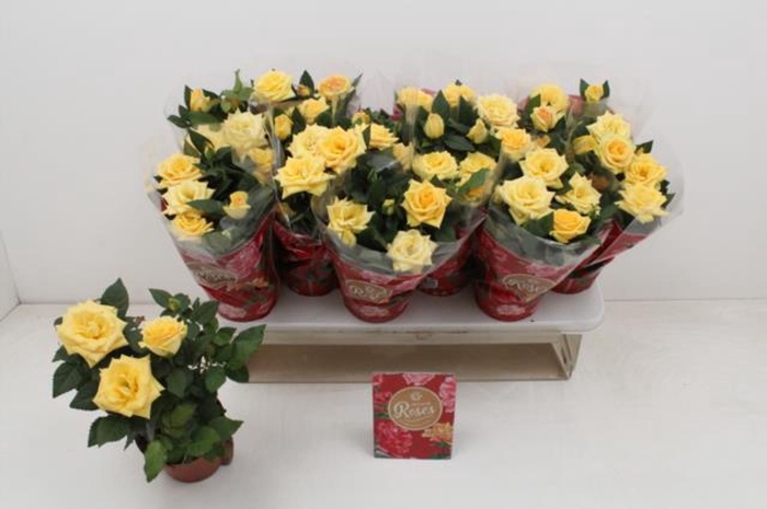 <h4>Rosa Favourite Roses Yellow</h4>