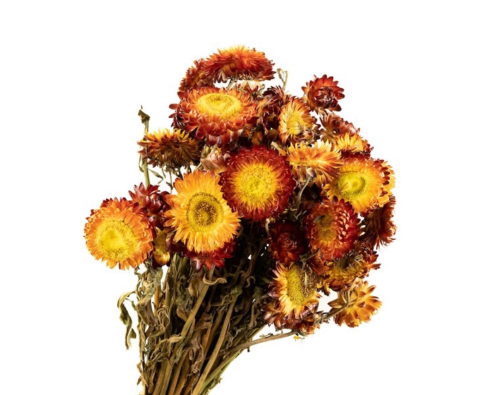 <h4>Helichrysum Red</h4>
