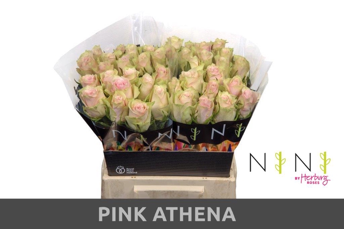 <h4>Rosa la pink athena</h4>