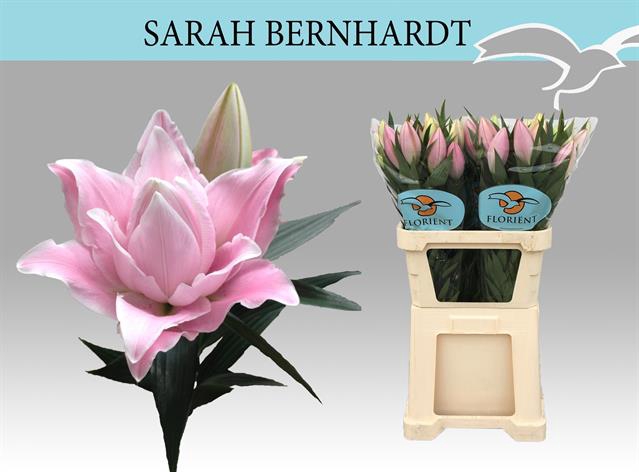 <h4>Lilium or sarah bernhardt</h4>