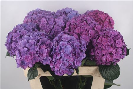 Hydr M Royal Anastacia Purple