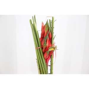 FOLH HELICONIA