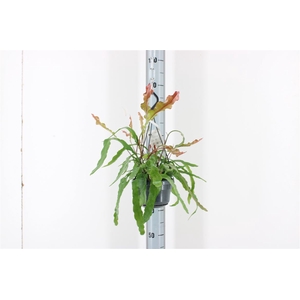 Epiphyllum Anguliger Fire P14