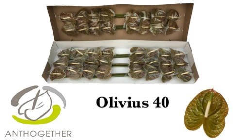 <h4>ANTH A OLIVIUS 40 smart pack</h4>