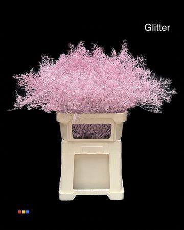 Limonium Light Pink + Glitter Bio