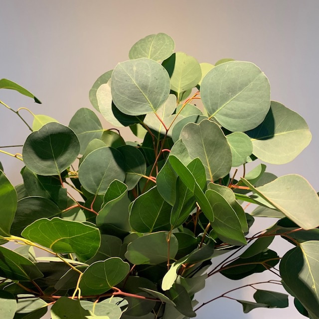 Greens - Eucalyptus populus