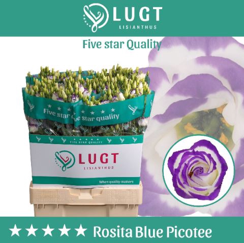 Lis G Rosita Blue Picotee
