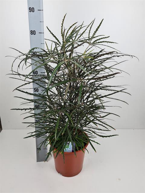 Dizygotheca Elegantissima 24Ø 90cm