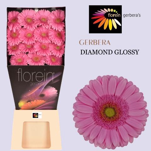 <h4>Gerbera diamond glossy</h4>