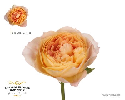 <h4>Rosa la garden caramel antike</h4>