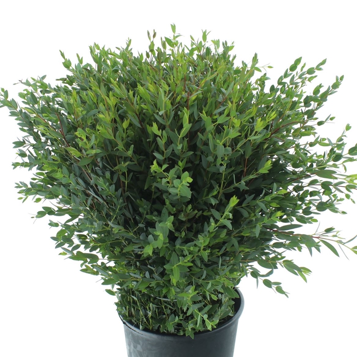 <h4>Euca Parvifolia 300gr P Bs</h4>