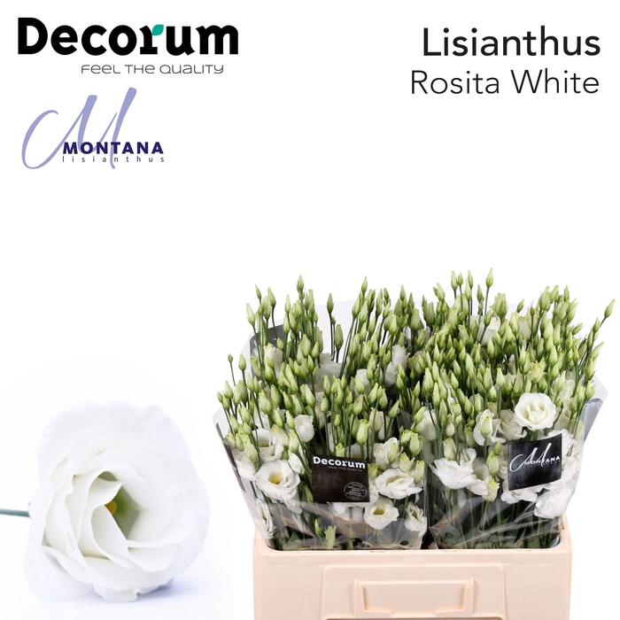 <h4>Lisianthus Rosita white 60cm</h4>