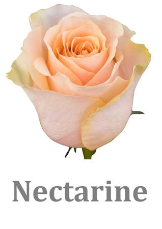<h4>R Gr Nectarine</h4>