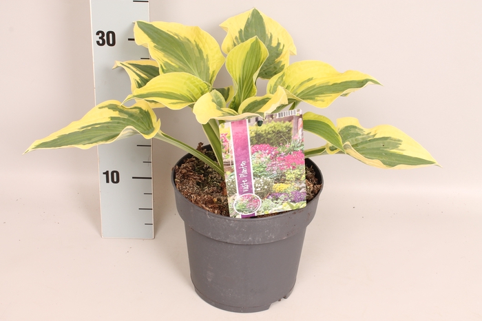 vaste planten 19 cm  Hosta Wide Brim afd. 1 