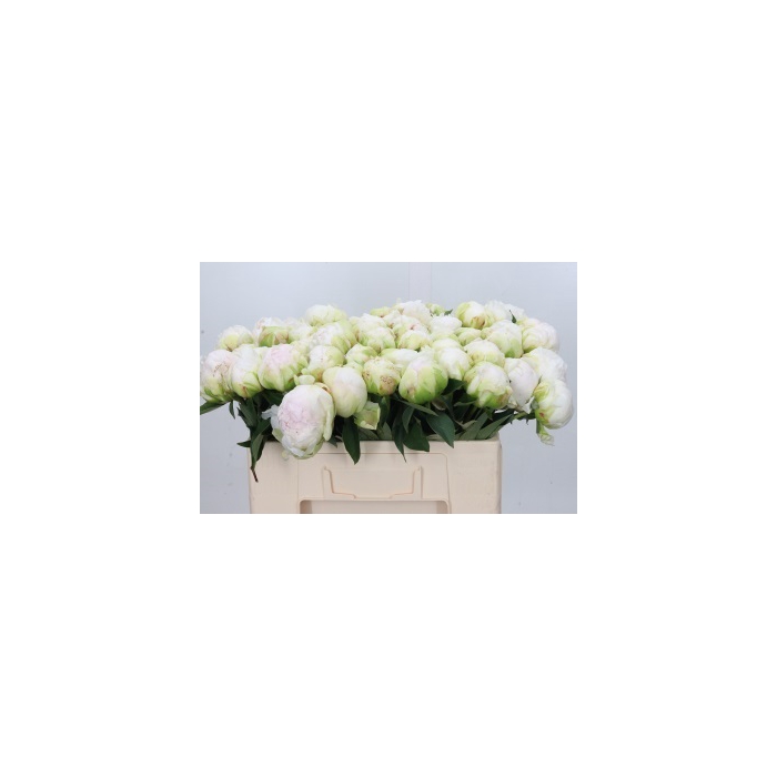 <h4>Paeonia Bright White</h4>