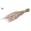 Avena per bunch Frosted Pink