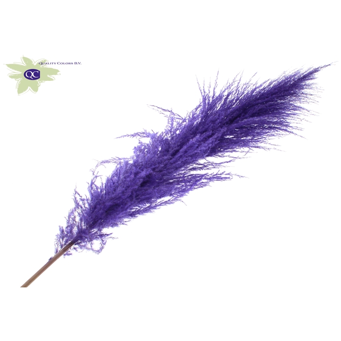 <h4>Pampas Grass ± 175cm p/pc in poly Purple</h4>